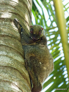 Singe- Prehentian Island - Malaisie